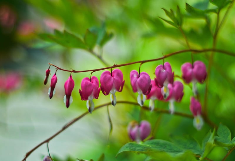 Bleeding Heart Flower