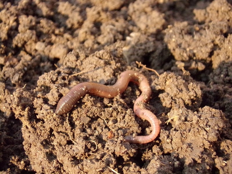 Soil Maintenance